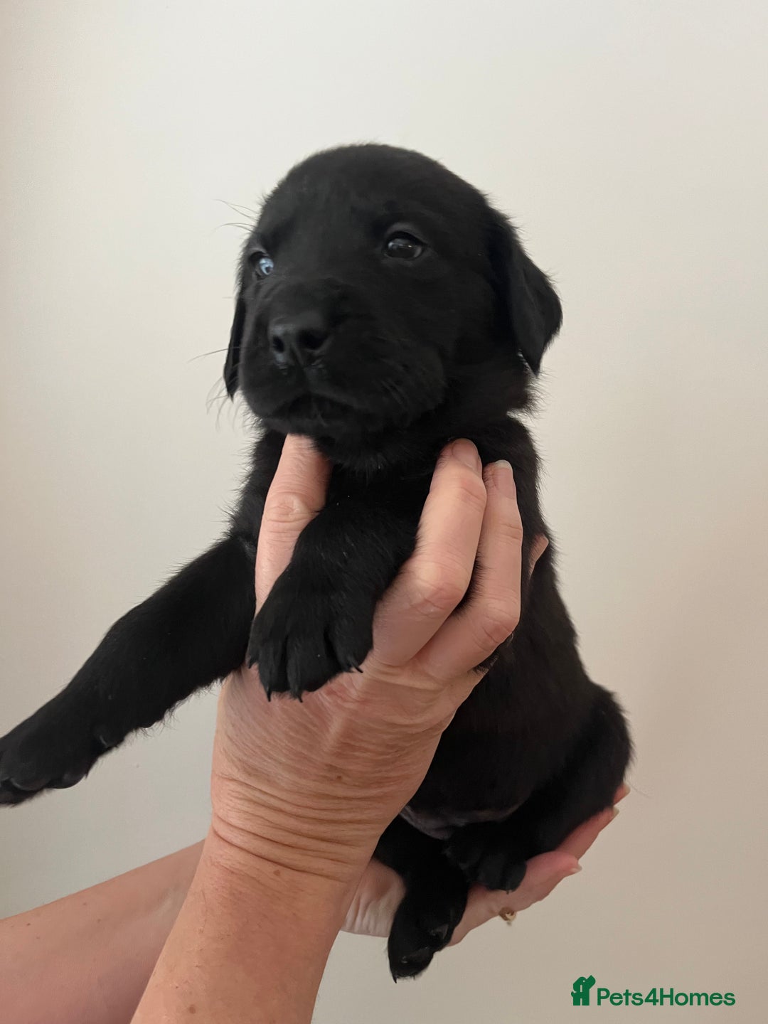 Mixed Breed dogs for sale: 11 Fabulous LABROTTIES - Advert 4