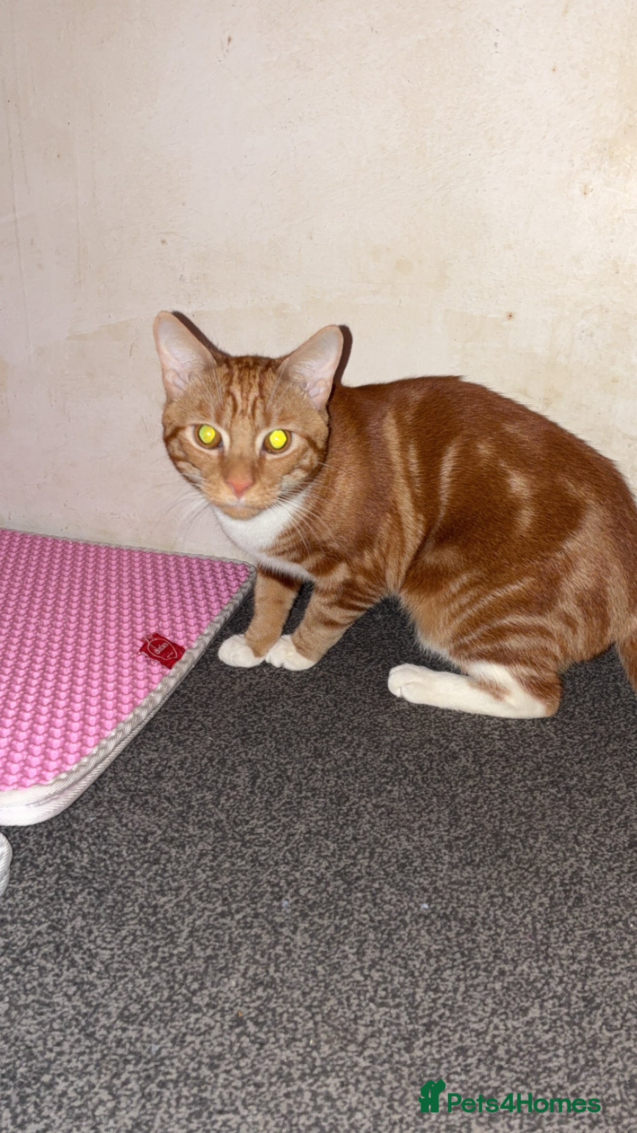 British Shorthair cats Tigger - Advert 1