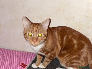 British Shorthair cats Tigger - Advert 1