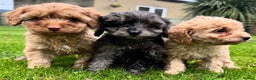 Cavapoo dogs for sale: F1b cavapoo babies - Advert 2