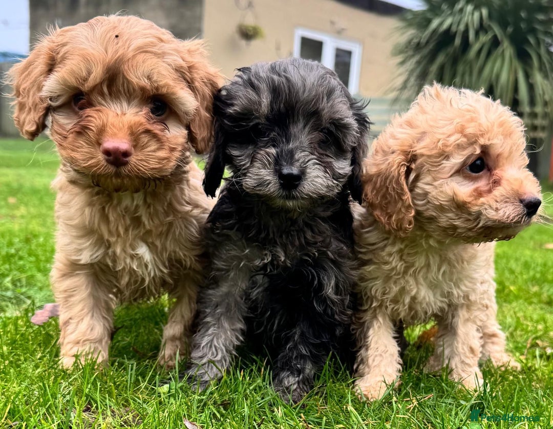Cavapoo dogs for sale: F1b cavapoo babies - Advert 2