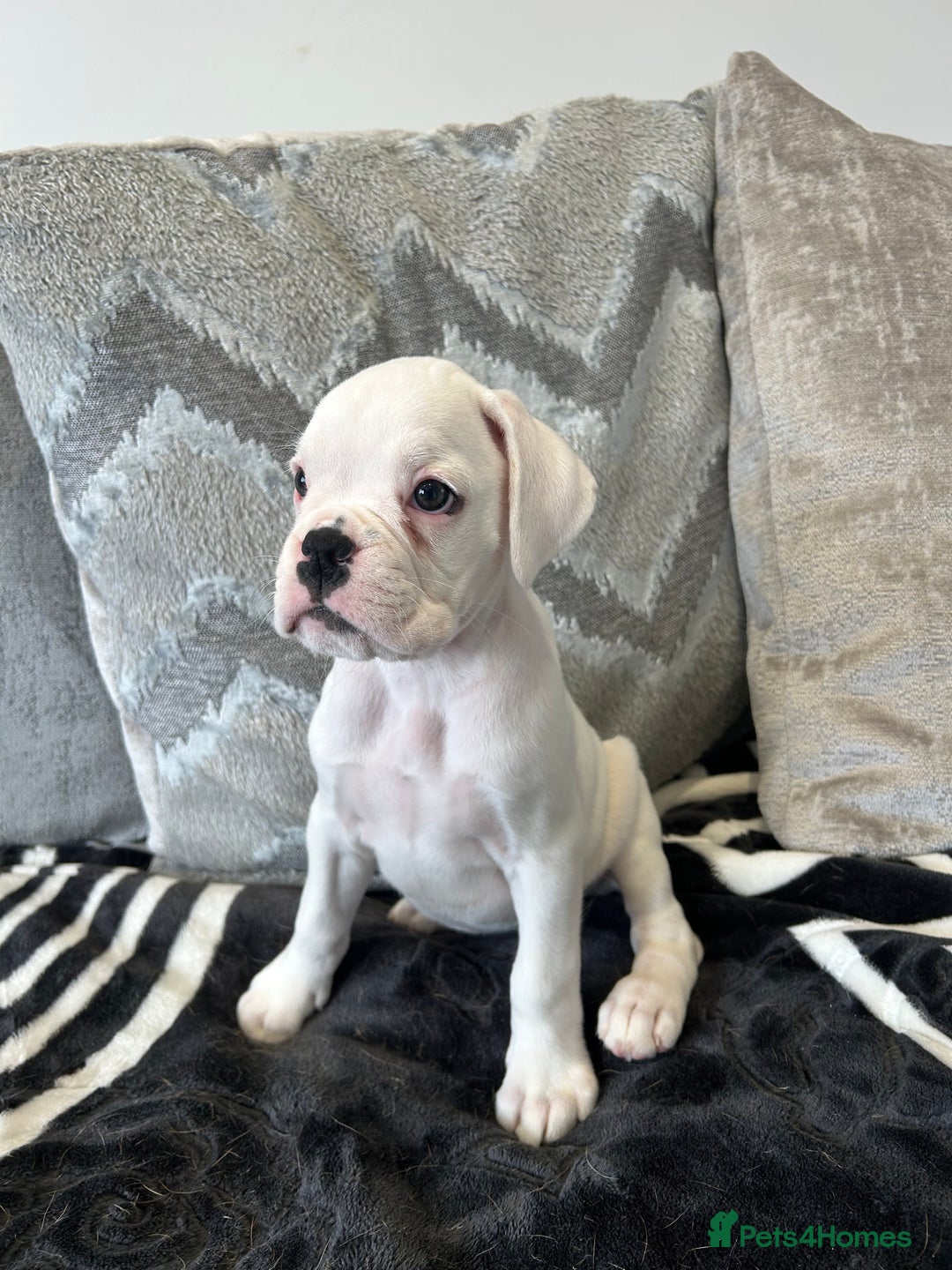 Boxer dogs for sale: KC Reg Female Ready for her new home - Image 1