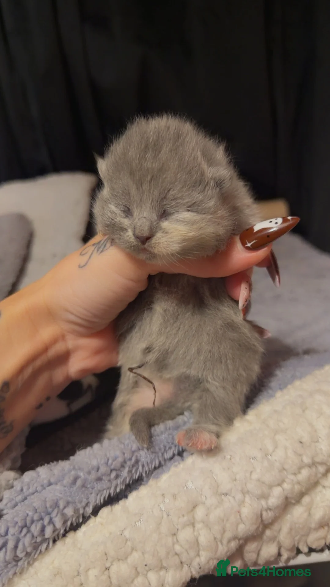 British Shorthair cats for sale: British shorthair kittens have arrived 😍😍  in Sheffield - Advert 2