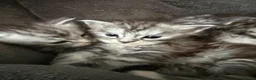 Maine Coon cats for sale: Beautiful registered babies - Advert 3