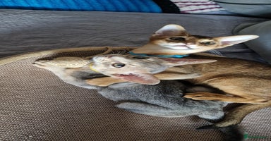 Abyssinian cats - Advert 14