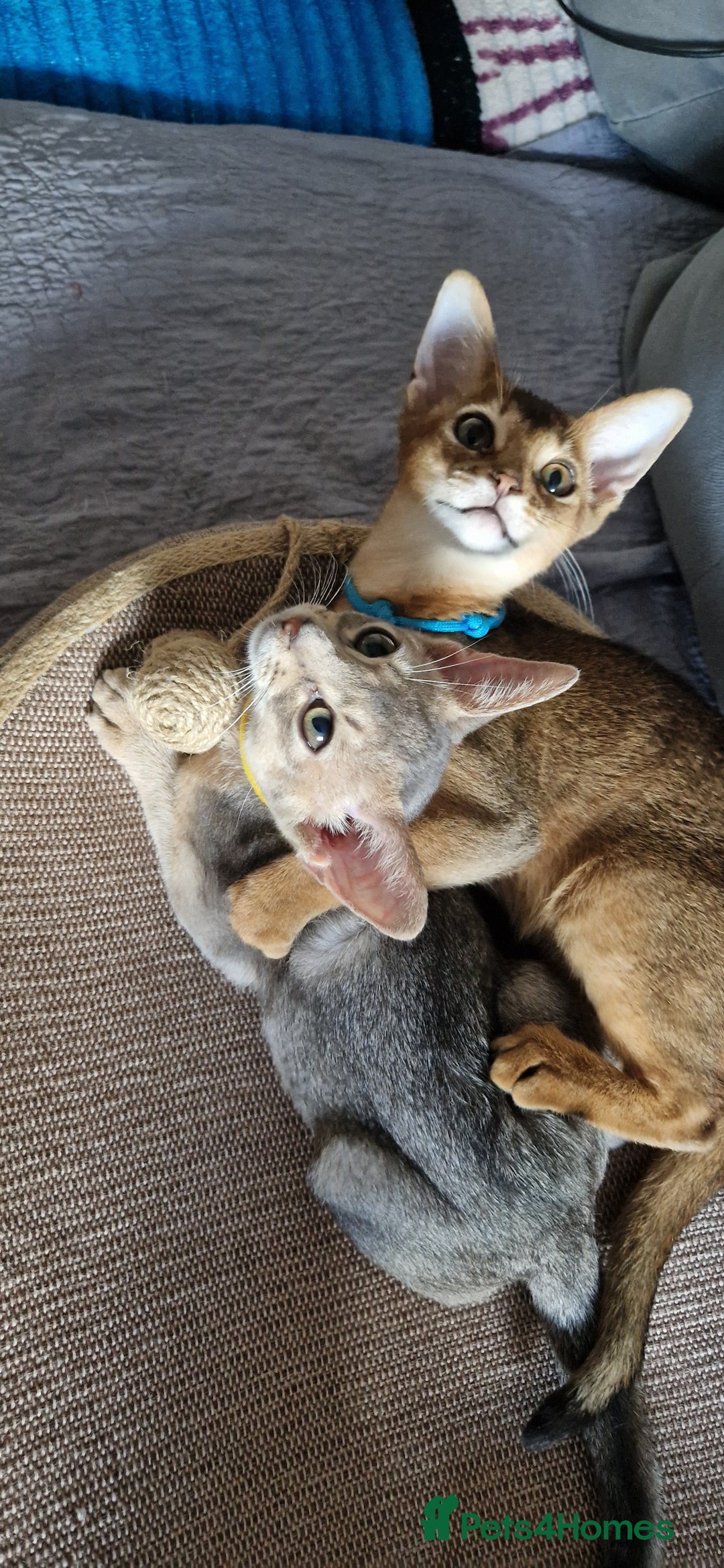 Abyssinian cats for sale: Pure Abyssinian kittens ❤️Ready to go 😍  - Image 7