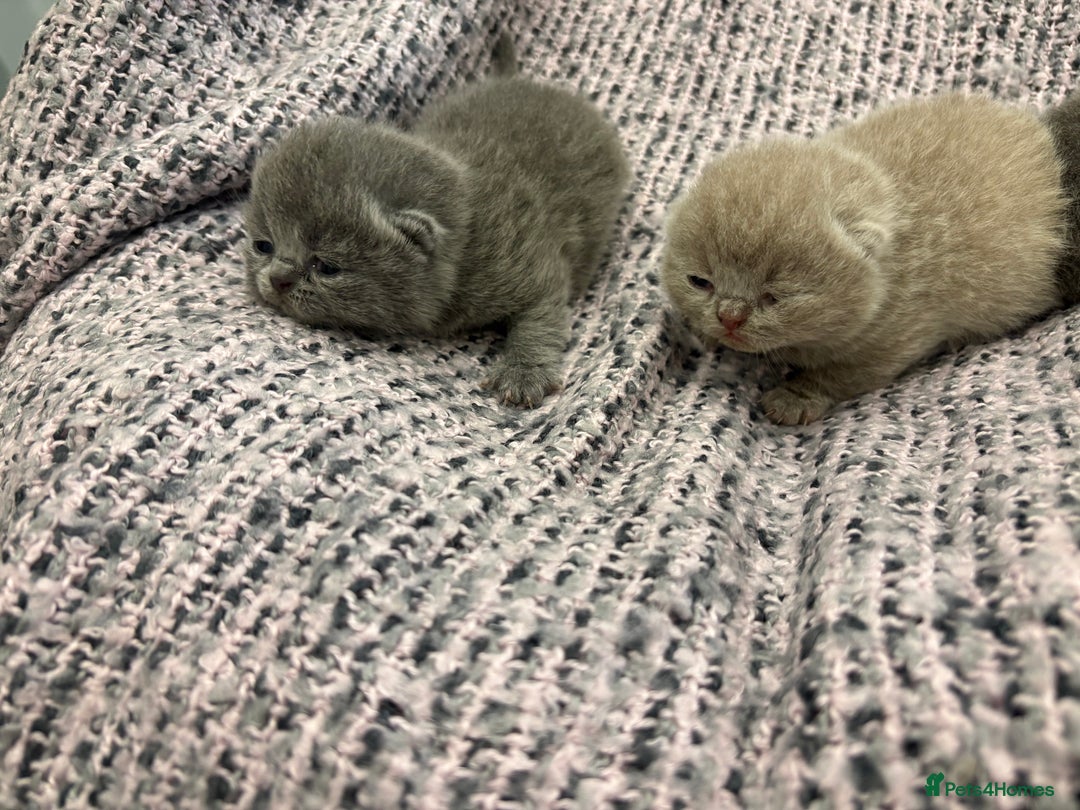 British Shorthair cats for sale: BSH kittens for sale from KC&Pedigree reg parents - Image 4