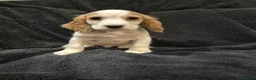 Cocker Spaniel dogs for sale: KC Health Clear Cocker Spaniels Puppies-Ready Now - Advert 9