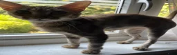 Mixed Breed cats for sale: Female cat  - Advert 2