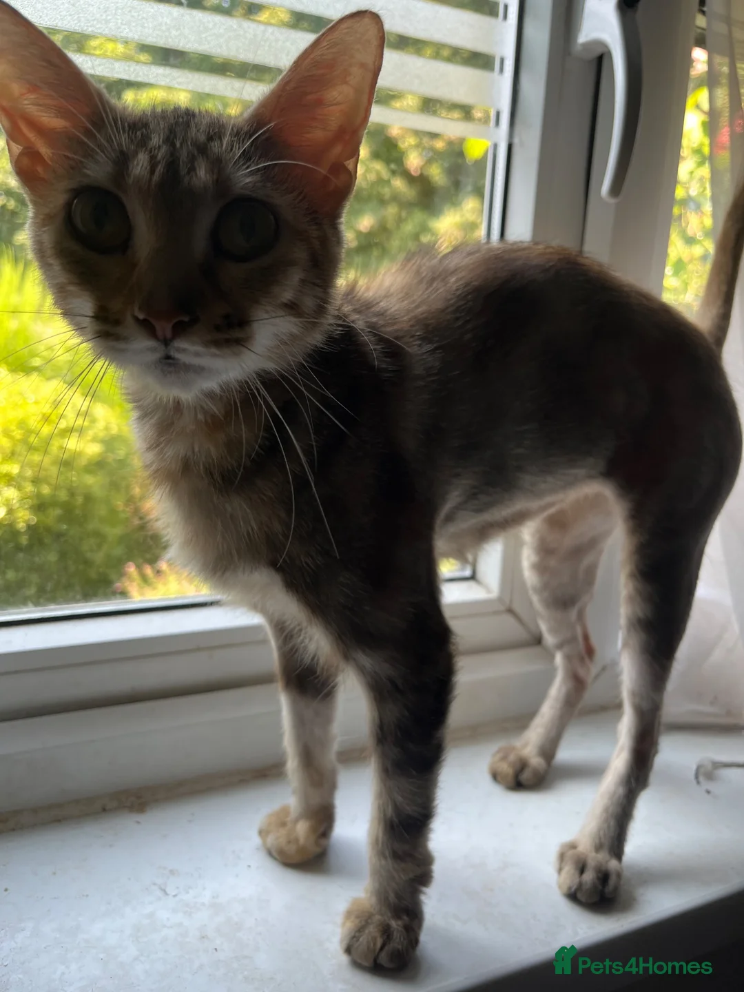 Mixed Breed cats for sale: Female cat  - Advert 2
