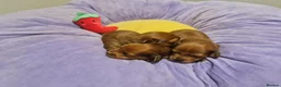 Miniature Dachshund dogs for sale: Pra clear-Beautiful miniature LG Dachshund pupps - Advert 5