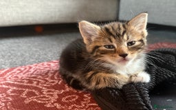 Mixed Breed cats for sale: 5 beautiful kittens for sale - Image 5