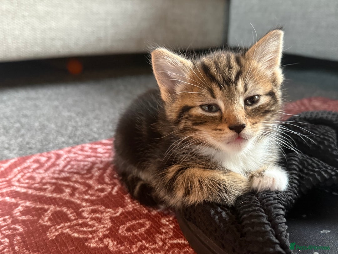 Mixed Breed cats for sale: 5 beautiful kittens for sale - Image 5