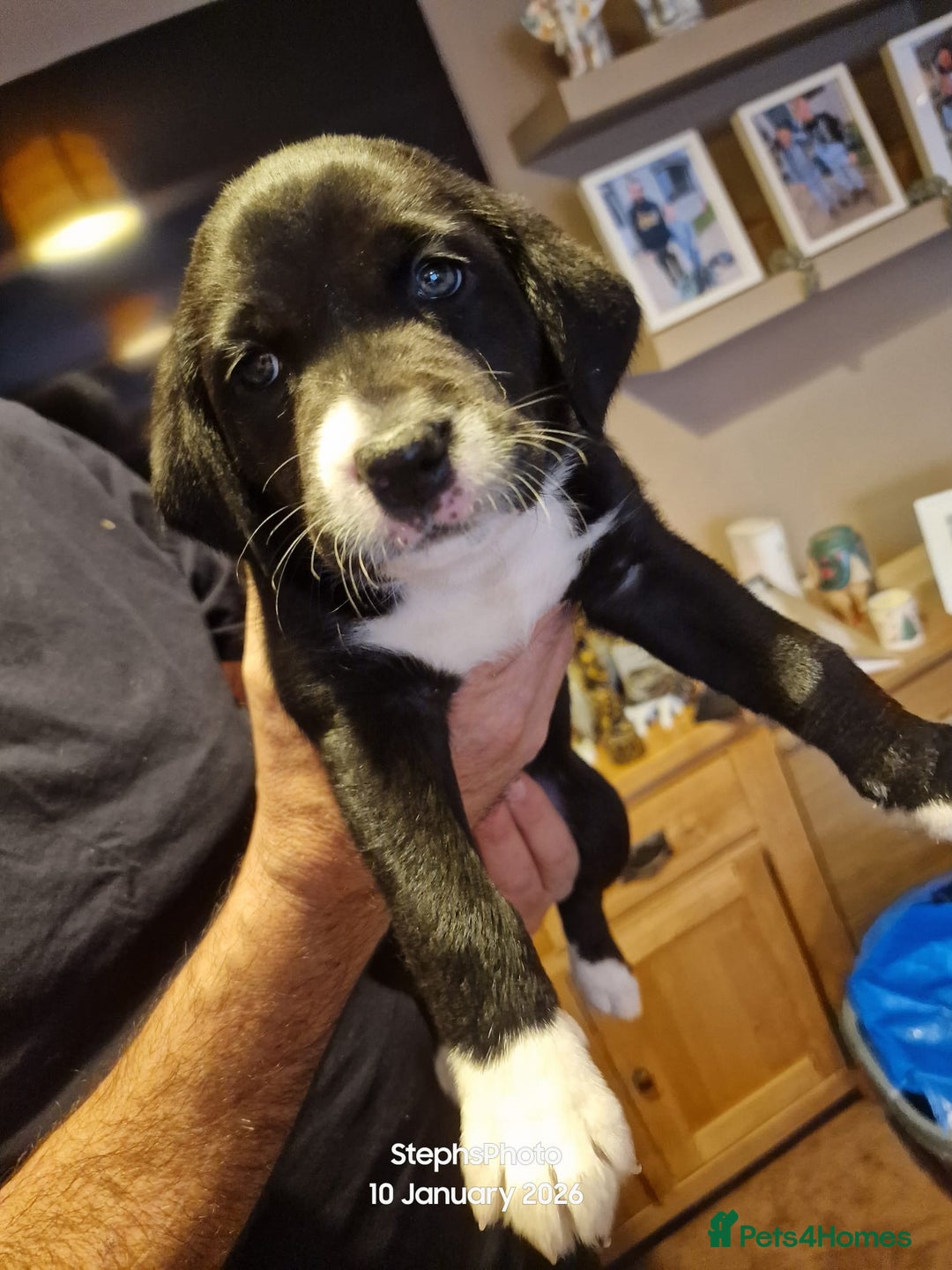 Mixed Breed dogs for sale: 3 silver 1 black white female lab puppies  - Advert 4