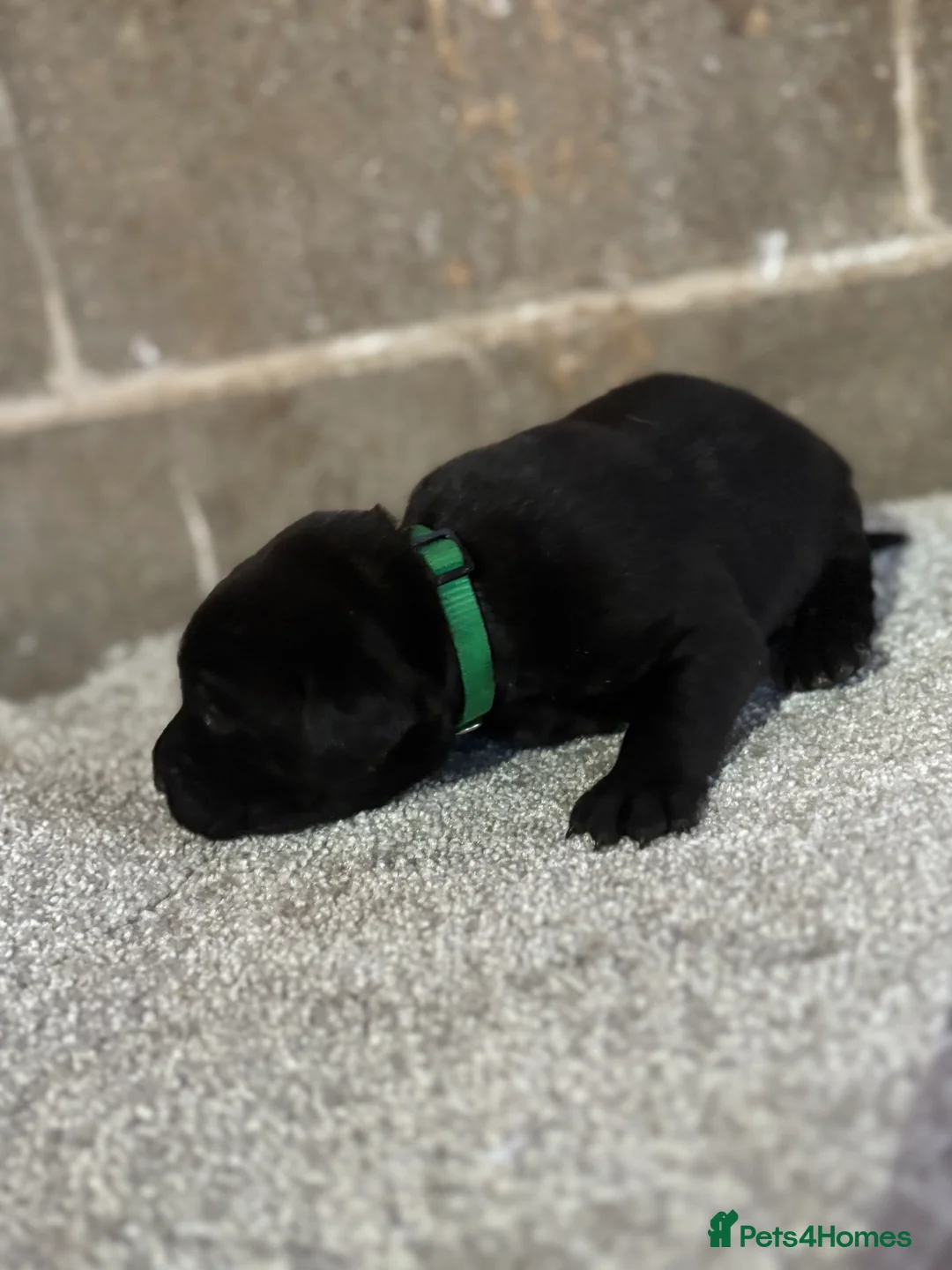Labrador Retriever dogs for sale: Very chunky black Labrador puppies  in Wakefield - Advert 5