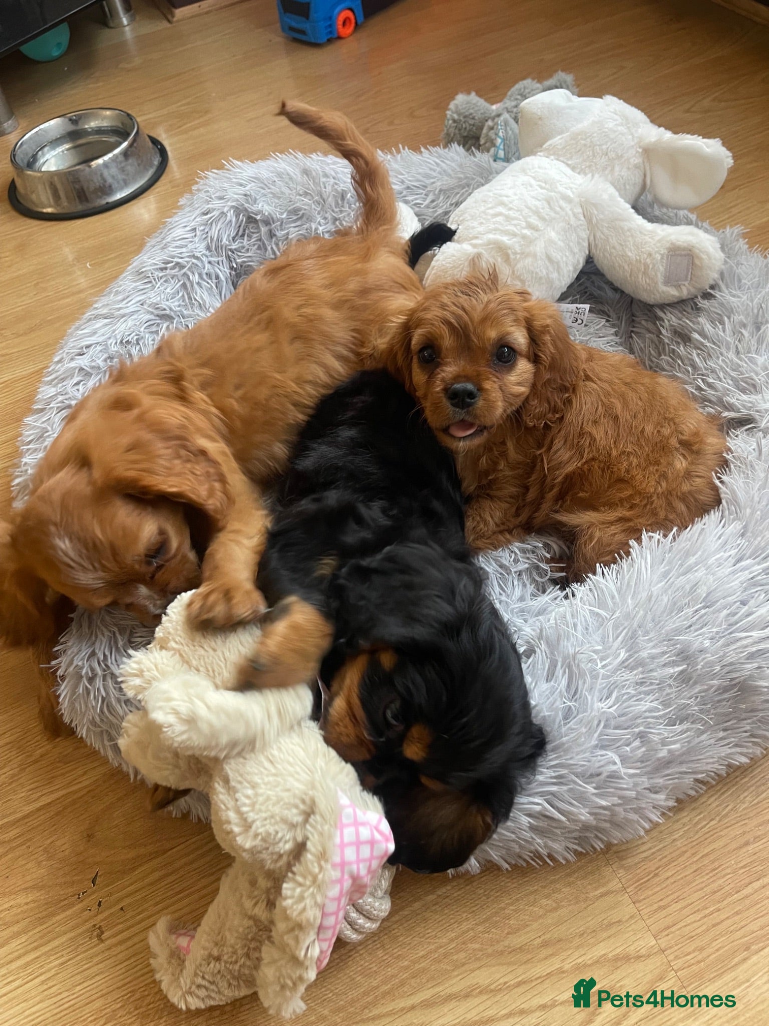 Cavalier King Charles Spaniel dogs Adorable Cavalier King Charles spaniels - Advert 3