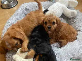 Cavalier King Charles Spaniel dogs Adorable Cavalier King Charles spaniels - Advert 3