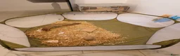 Gerbil rodents for sale: Two female gerbils for sale  - Advert 9