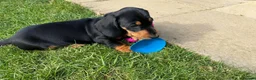 Miniature Dachshund dogs for sale: Miniature short haired Dachshund Puppy’s - Advert 15