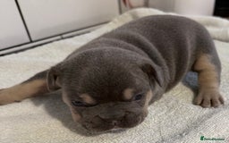 French Bulldog dogs for sale: French bulldog puppies - Image 9
