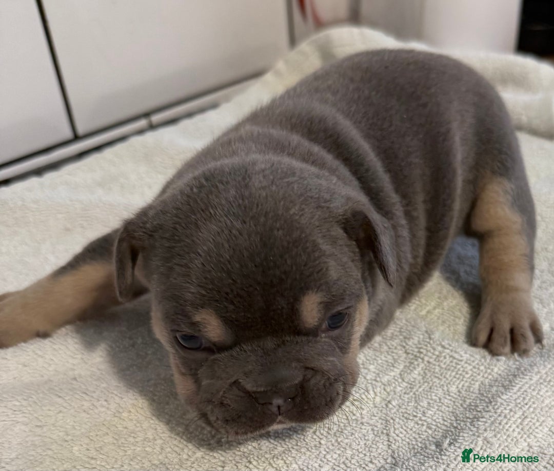 French Bulldog dogs for sale: French bulldog puppies - Image 9