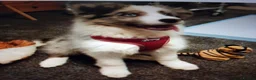 Border Collie dogs for sale: Blue merile boarder collie  stunning puppy in Sutton Coldfield - Advert 9
