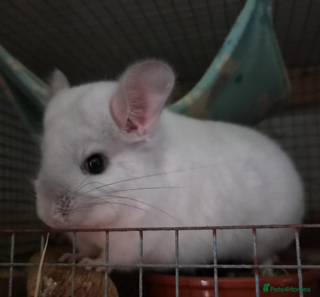 Chinchilla rodents for sale: White diamond male chinchilla  - Advert 2