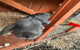 Mini Lop rabbits for sale: 2 female bonded mini lops for sale  - Advert 11