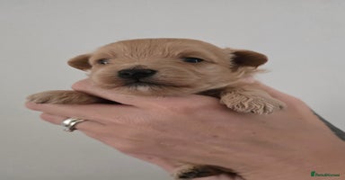Maltipoo dogs - Advert 6