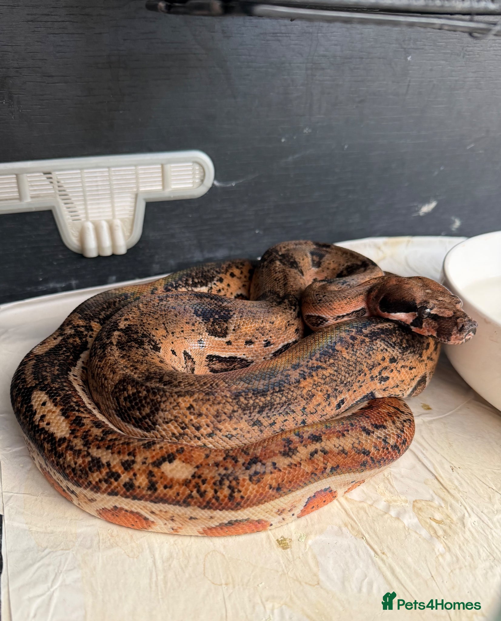 Boa Snake reptiles Leopard boa - Advert 8