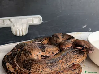 Boa Snake reptiles Leopard boa - Advert 8