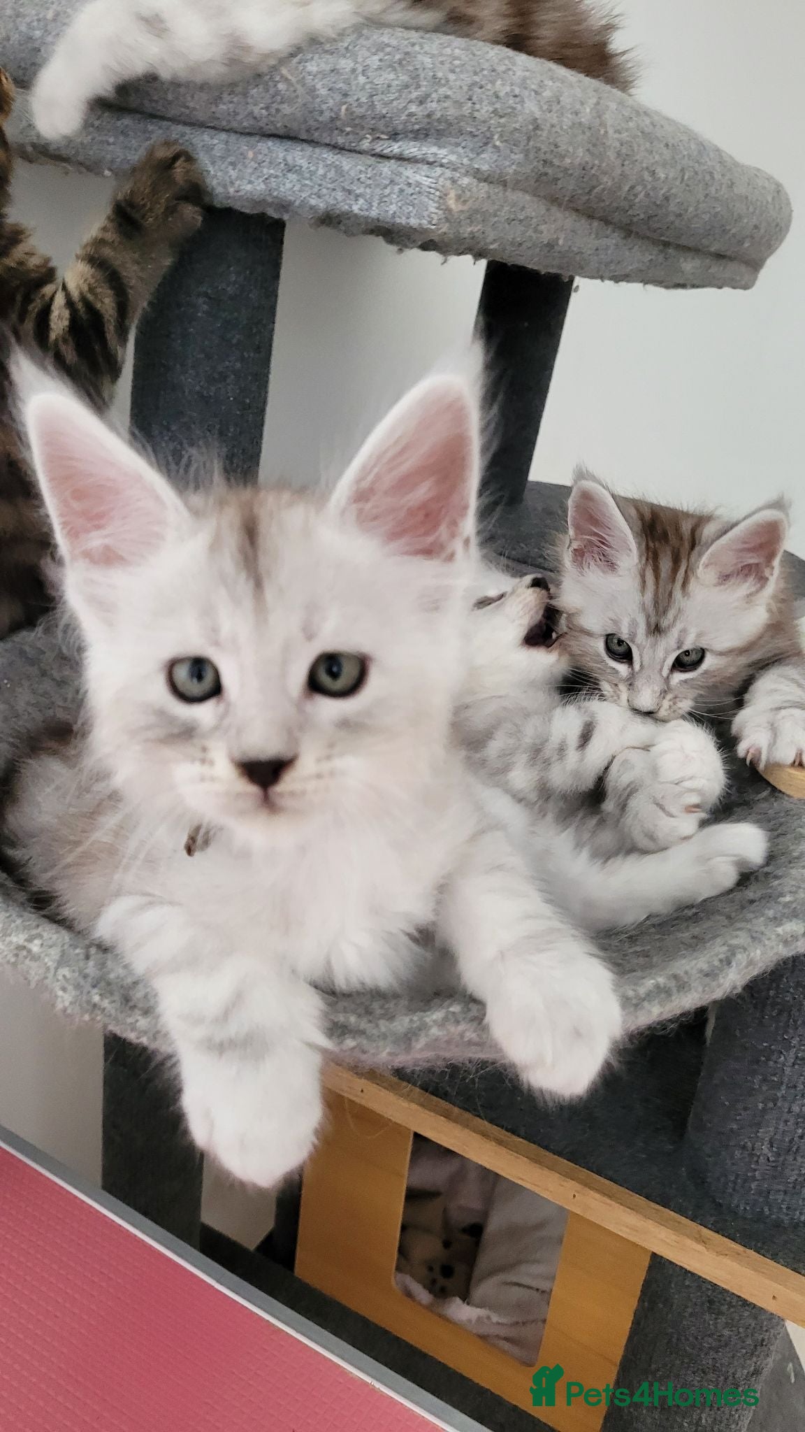 Maine Coon cats Tica registered maine coon kittens  - Advert 6