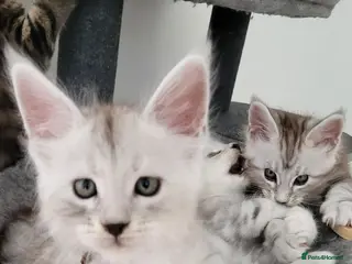 Maine Coon cats Tica registered maine coon kittens - Advert 3