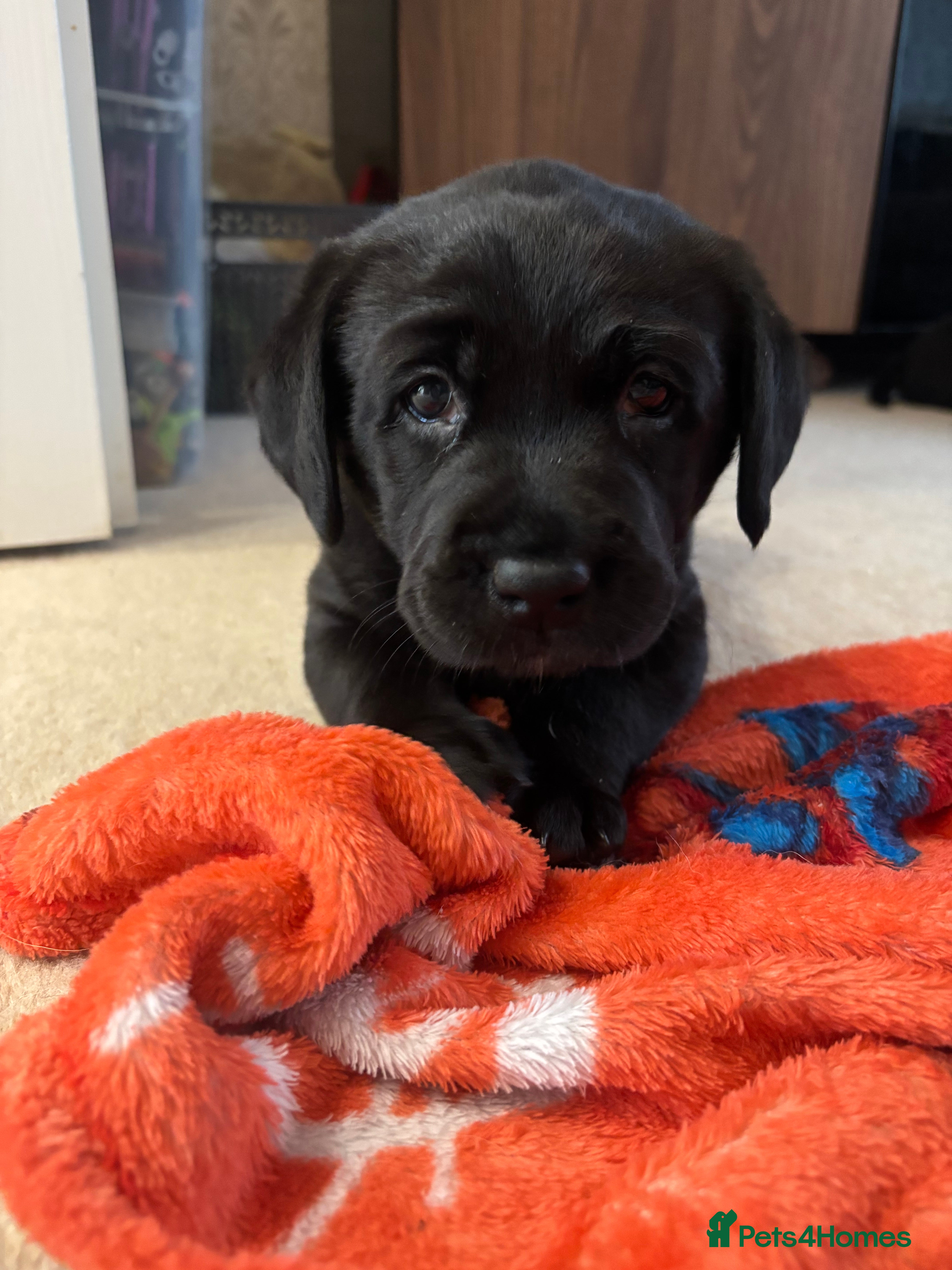 Labrador Retriever dogs LAST ONE! Black Lab Pup-potty training begun - Advert 3