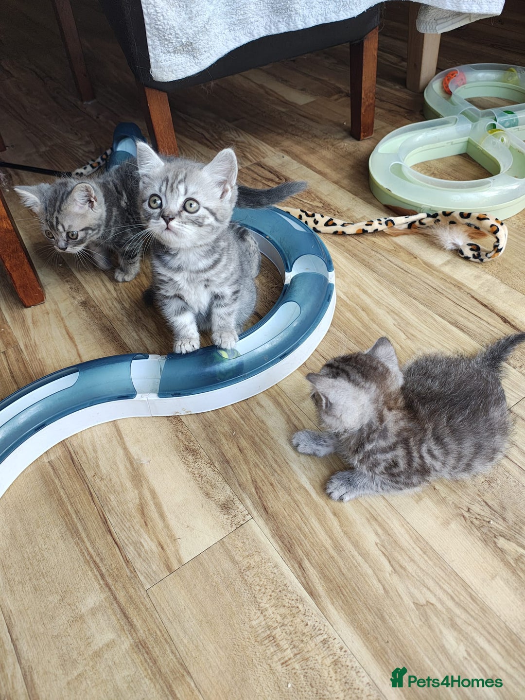 British Shorthair cats for sale: Pedigree British Shorthair kittens - Image 13