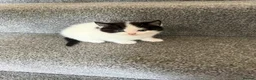 Ragdoll cats for sale: Ragdoll Cross Kittens – Available to Reserve - Advert 1