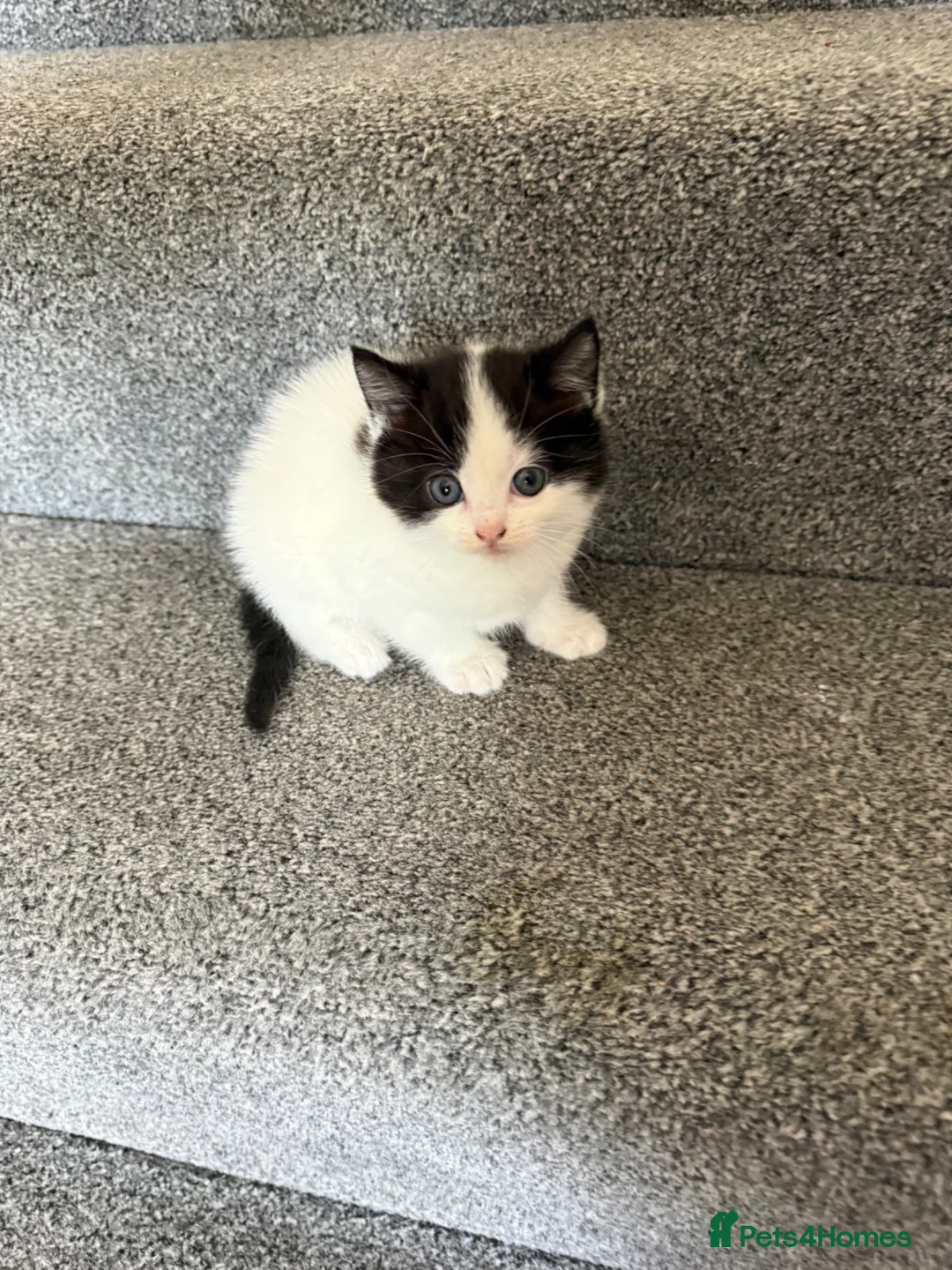 Ragdoll cats for sale: Ragdoll Cross Kittens – Available to Reserve - Advert 1