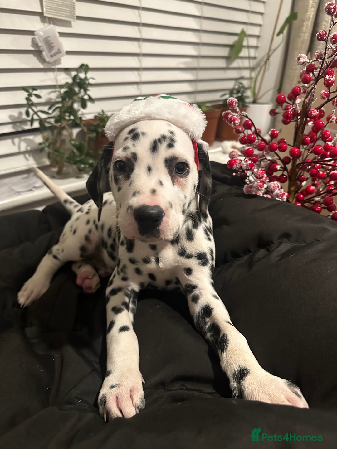 Dalmatian dogs for sale: Dalmatian boys 2 stunning boys left - Advert 1