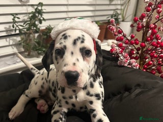 Dalmatian dogs Dalmatian boys 2 stunning boys left - Advert 3