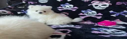 Pomeranian dogs for sale: KC Tiny Fully vaccinated gorgeous White Pomeranian - Advert 15