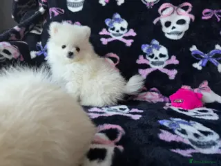 Pomeranian dogs Tiny Gorgeous KC White Pomeranians - Advert 5