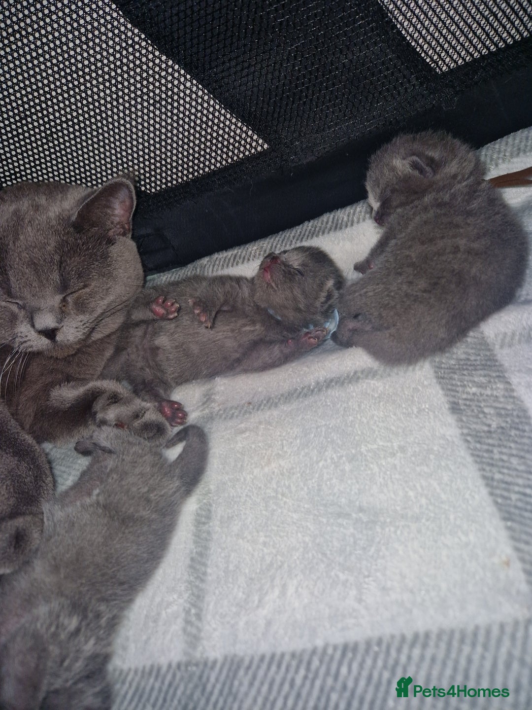 British Shorthair cats for sale:  Gccf British shorthair kittens champion lines 🏆 - Image 13
