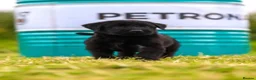 Giant Schnauzer dogs for sale: Working line Giant schnauzer puppies - Advert 20