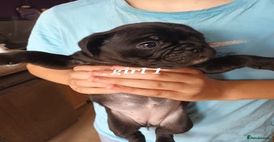 Frug dogs - Advert 9