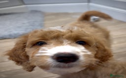 Mixed Breed dogs for sale: Health Tested miniature Goldendoodles  - Image 32