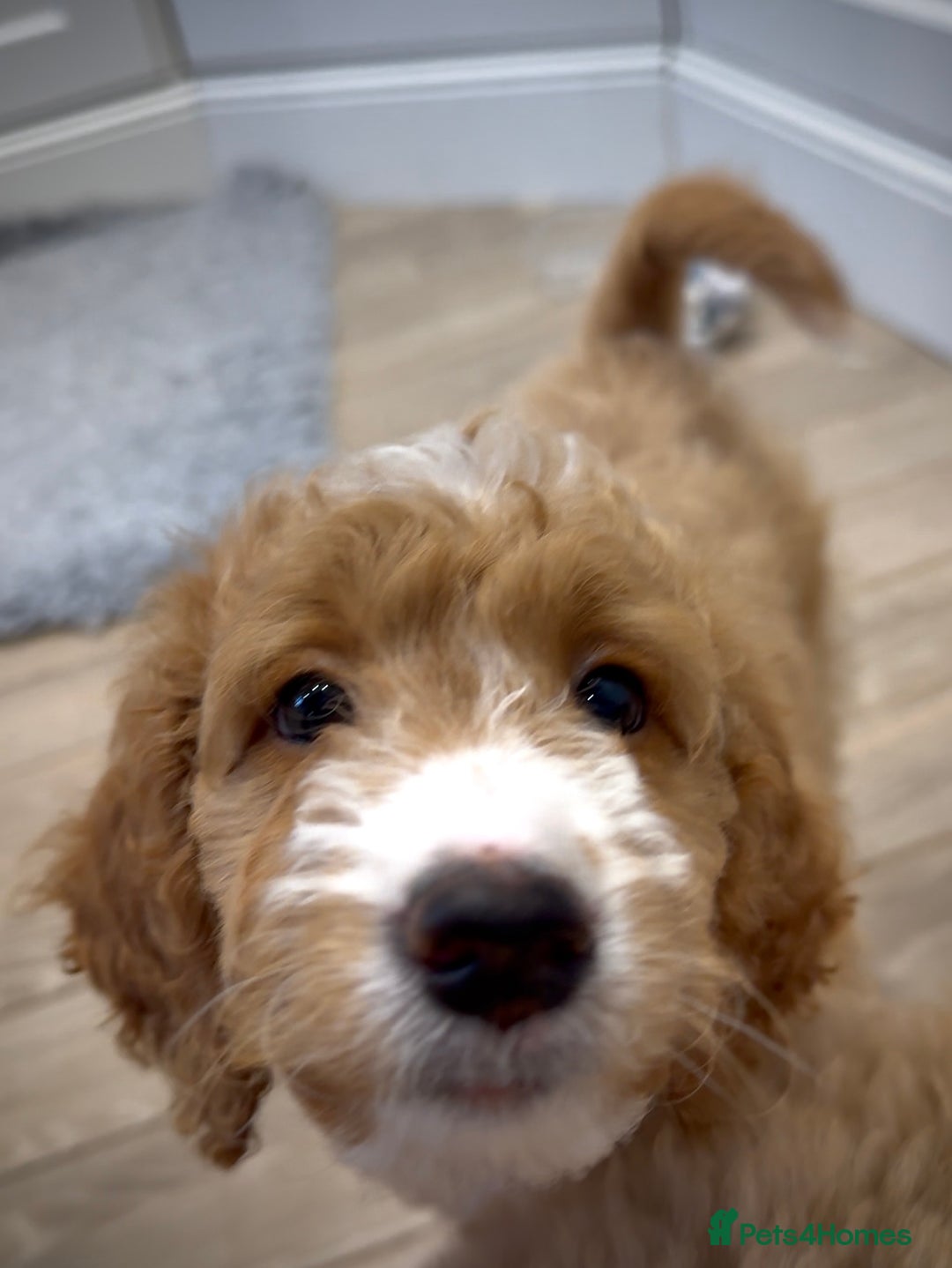 Mixed Breed dogs for sale: Health Tested miniature Goldendoodles  - Image 32