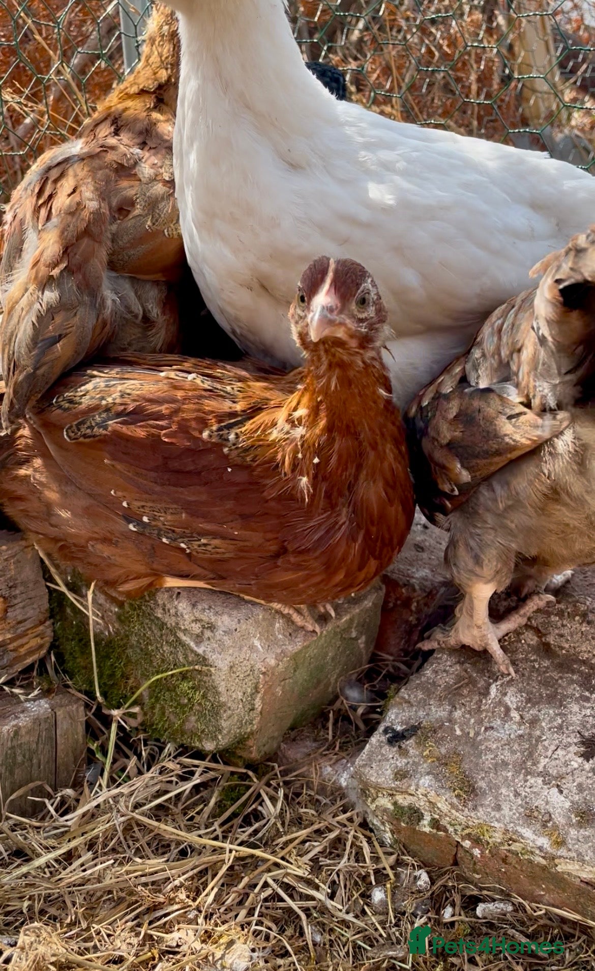 Chickens poultry Young chickens looking for a lovely home  - Advert 2
