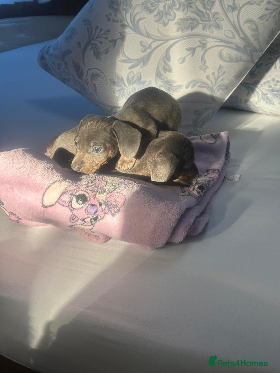 Dachshund dogs for sale: Miniature dashound - Advert 4