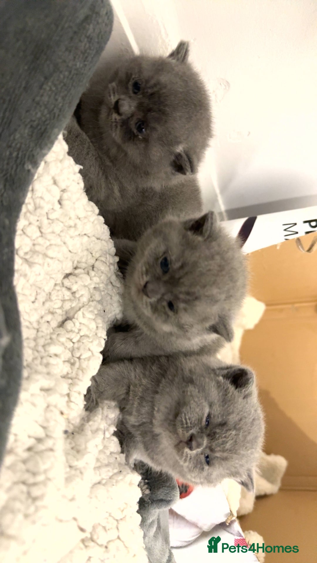 British Shorthair cats for sale: British short hairs  - Image 2