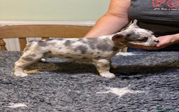 French Bulldog dogs for sale: Stunning healthy French bull dog puppies  - Image 1